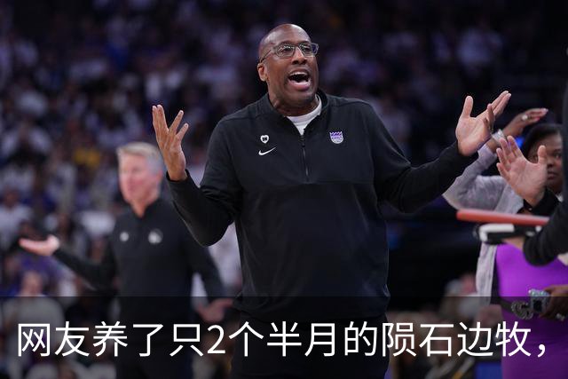 网友养了只2个半月的陨石边牧，天天坐着发呆，怎么办，它好像有心事！
